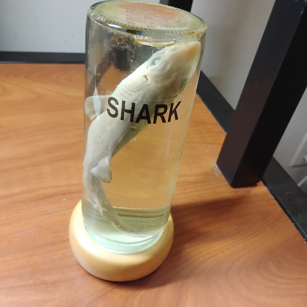 Decorative Dead Baby Tiger Shark In Case
